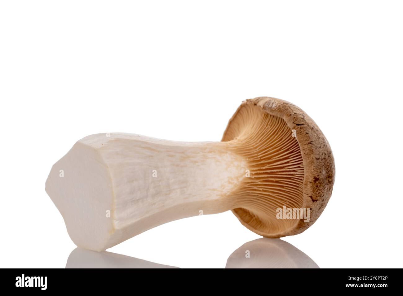 Frische duftende Pilze königlicher Austernpilz, Makro, isoliert auf weißem Hintergrund. Stockfoto