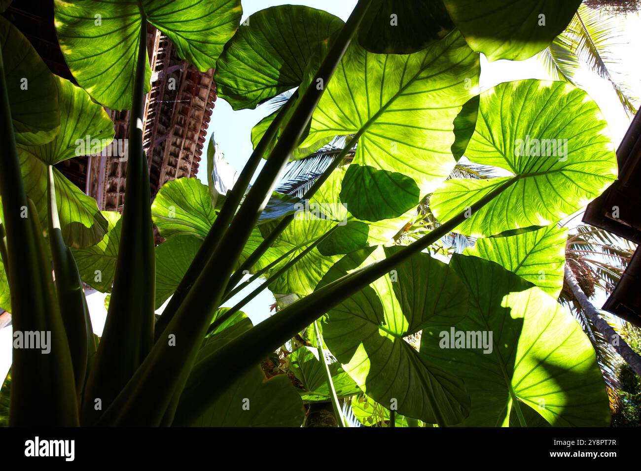 Philodendron-Blatt, Tourist home, Casa Lercaro, Casa de Los Balcones, La Orotava, Teneriffa, Kanarische Inseln, Spanien. Stockfoto