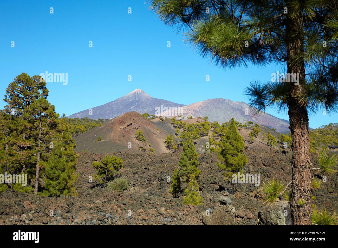 Pinus canariensis, Pino canario, Pico del Teide, El Teide Nationalpark, Teneriffa, Kanarische Insel, Spanien. Stockfoto