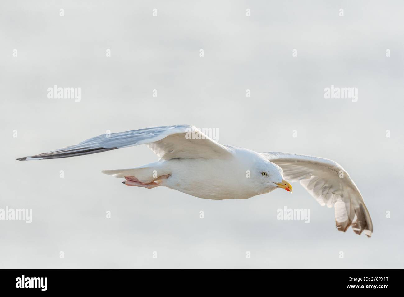 Heringsmöwe (Larus argentatus) fliegt entlang der Klippen. Camaret, Crozon, Finistere, Bretagne, Frankreich, Europa Stockfoto