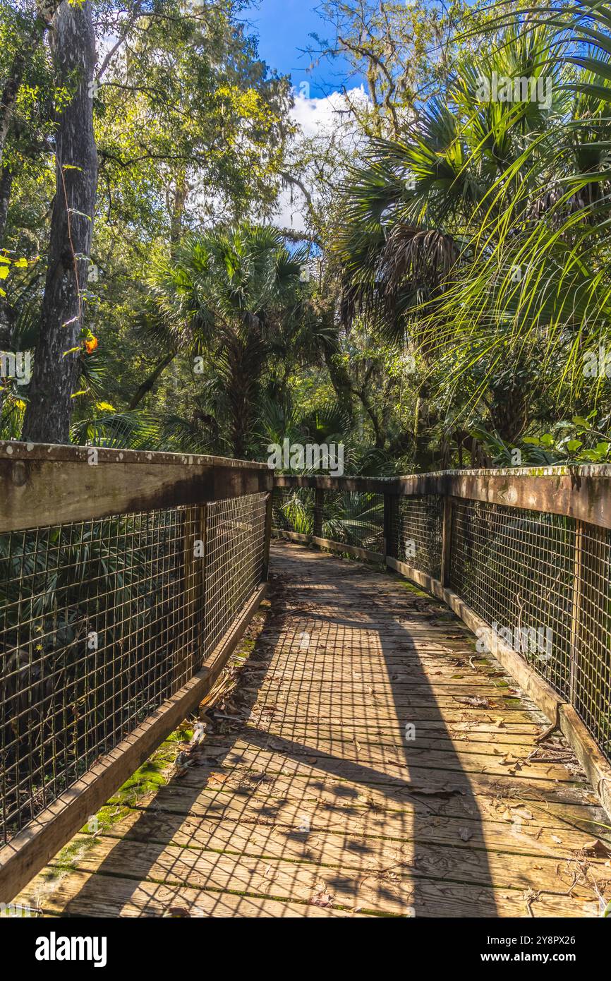 Die üppigen Herbstfarben des Hillsborough River State Park Tampa Florida USA Stockfoto