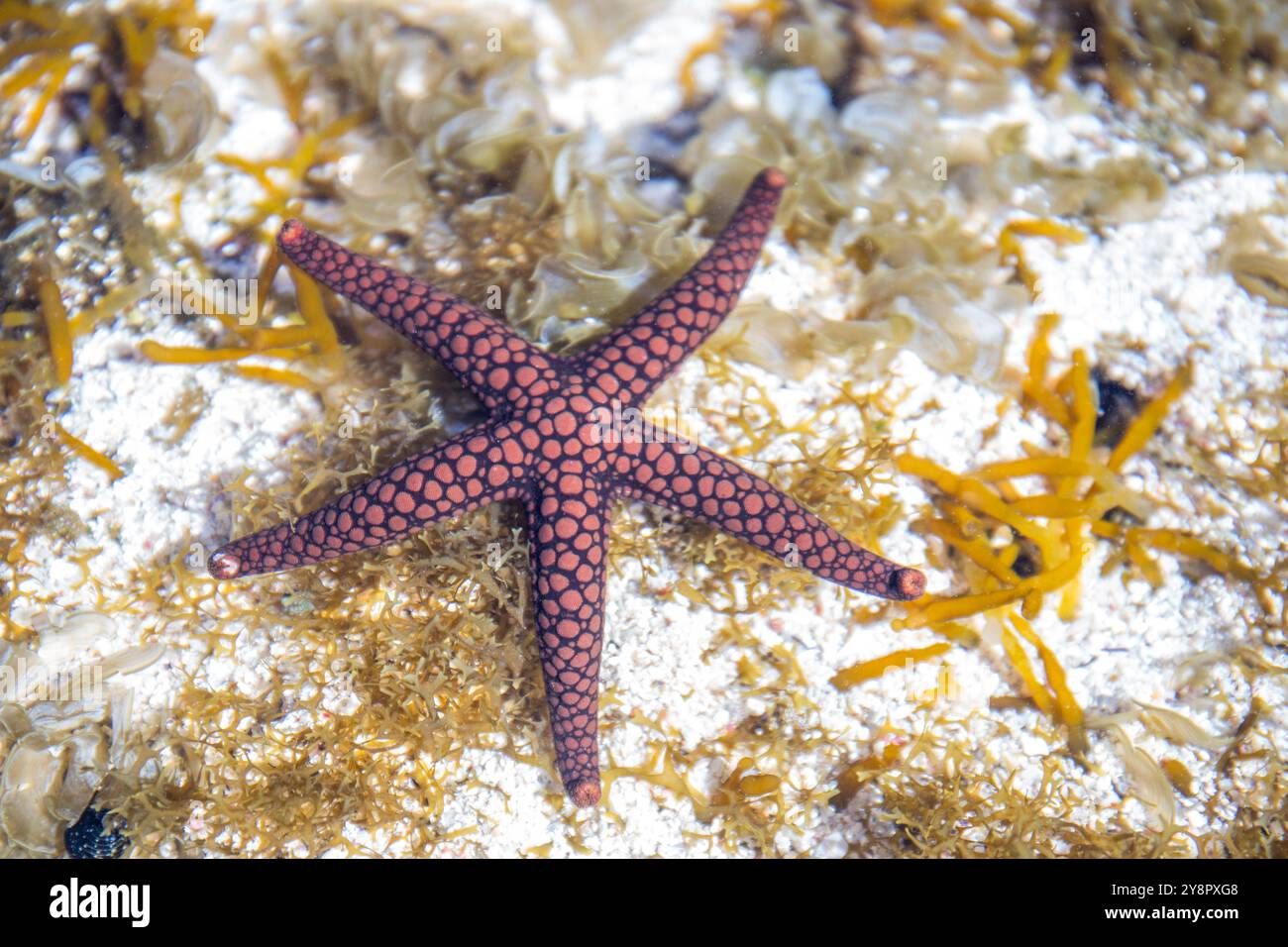 Seesterne an einem Sandstrand mit Lavasteinen. Entdeckt zwischen Felsen auf einer Insel in Trou d'Eau Douce, Mauritius, Afrika Stockfoto