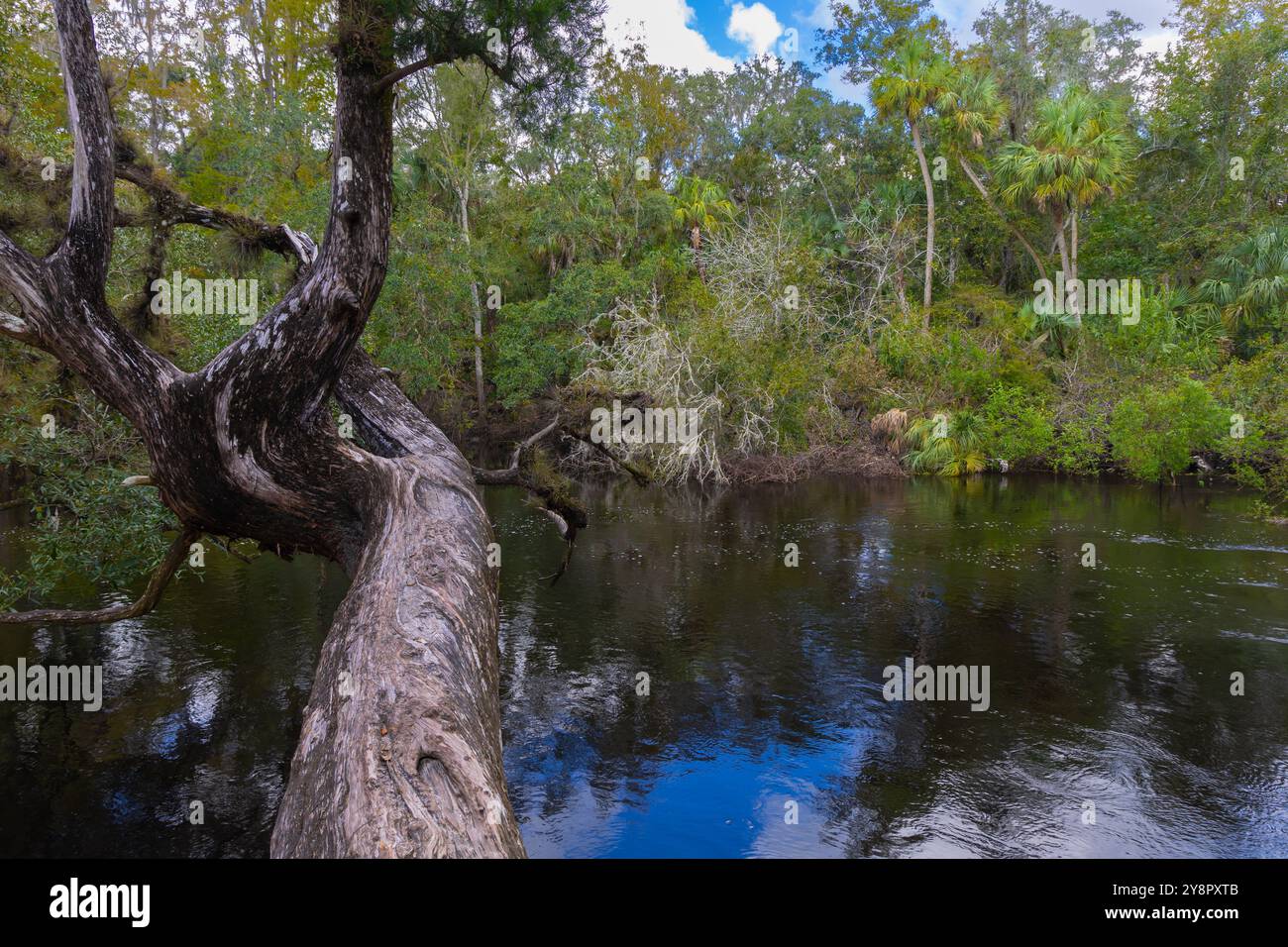 Der alte Baum erstreckt sich über den Hillsborough River State Park in Tampa, Florida, USA Stockfoto