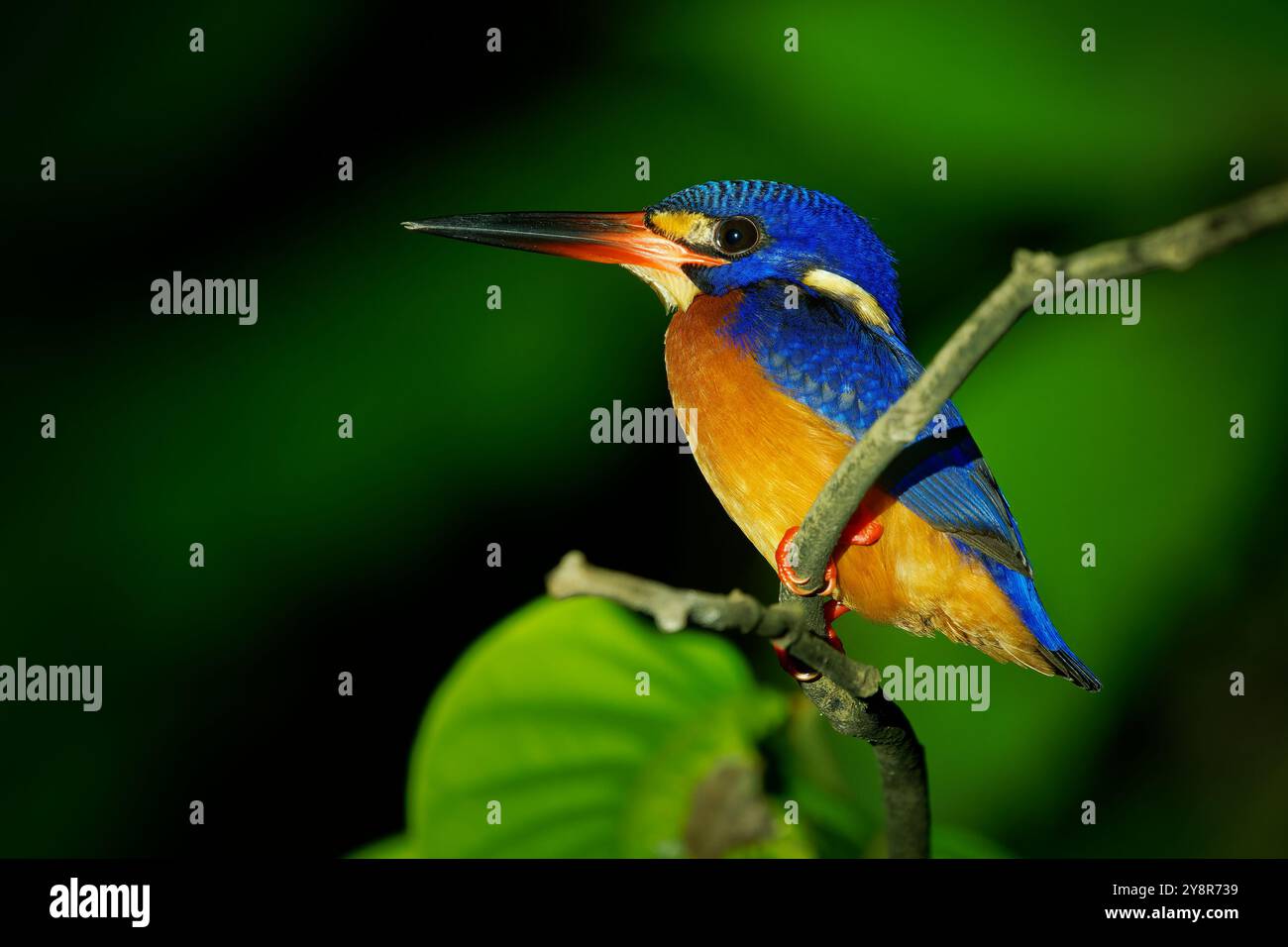 Blauohriger eisvogel Alcedo, der in Asien gefunden wird, in dichten schattigen Wäldern, auf Jagd in kleinen Bächen, ausgewachsene Männchen haben eine ganz dunkle Rechnung, während fe Stockfoto