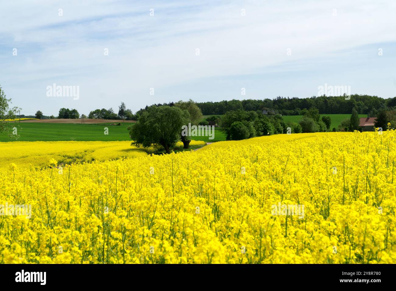 Ländliche Hügellandschaft mit Rapsfeld, blauem Himmel mit Wolken, Bäumen, Wald am Horizont, sonniger Frühlingstag. Polen, Europa. Stockfoto