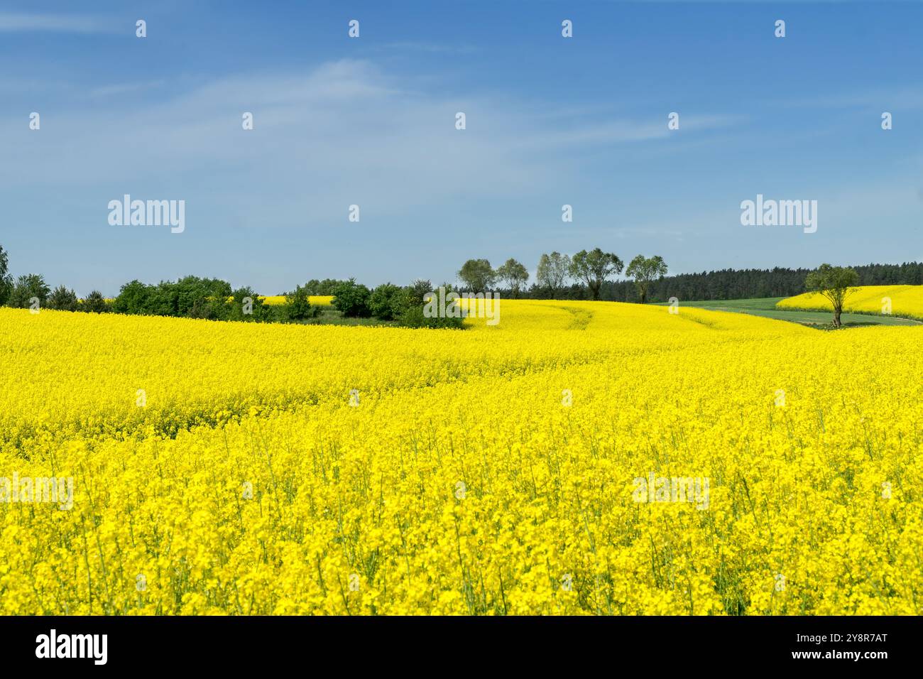 Ländliche Hügellandschaft mit Rapsfeld, blauem Himmel mit Wolken, Bäumen, Wald am Horizont, sonniger Frühlingstag. Polen, Europa. Stockfoto