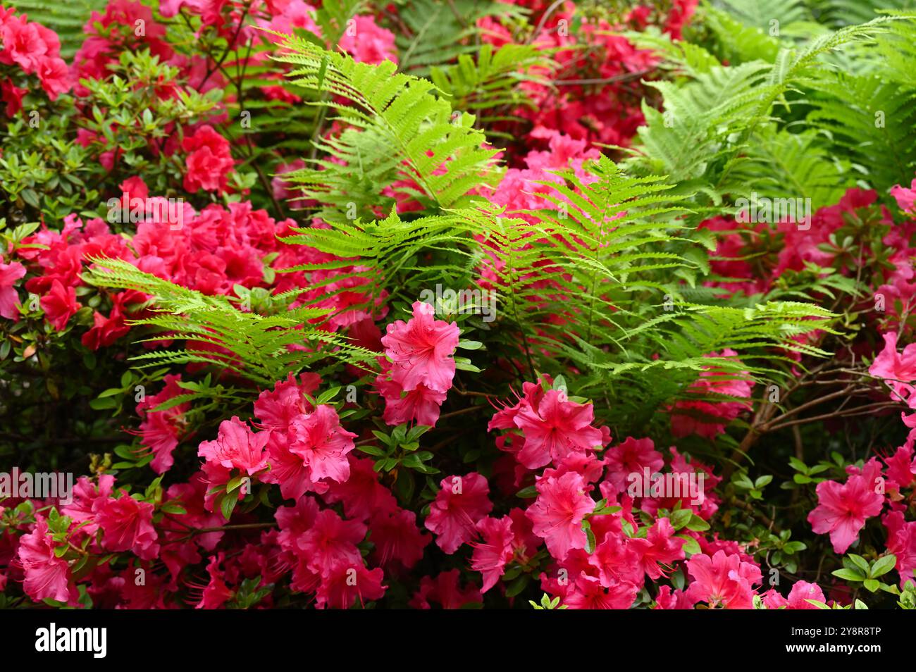 Lebhafte Frühlingsblumen von Rhododendron „Vuyk's Rosyred“ im britischen Garten Mai Stockfoto