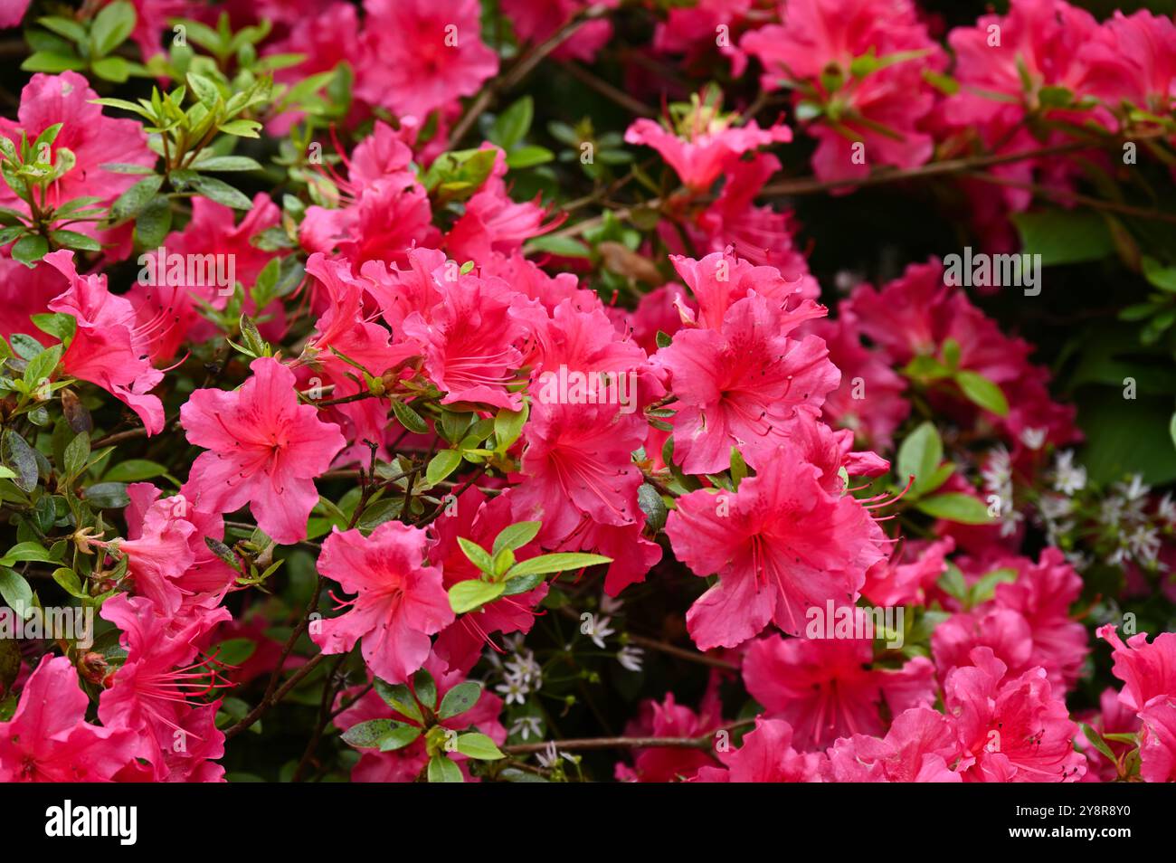 Lebhafte Frühlingsblumen von Rhododendron „Vuyk's Rosyred“ im britischen Garten Mai Stockfoto