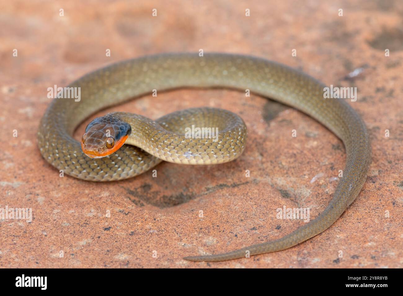 Eine wunderschöne Rotlippenschlange (Crotaphopeltis hotamboeia) in einer defensiven, markanten Pose Stockfoto