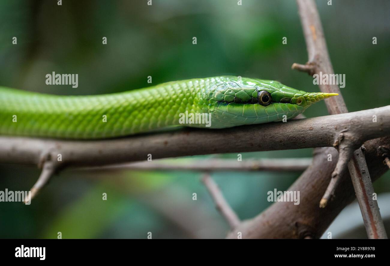 Vietnamesische Langnasenschlange (Gonyosoma boulengeri) auf einem Zweig, gefangen, Deutschland Stockfoto