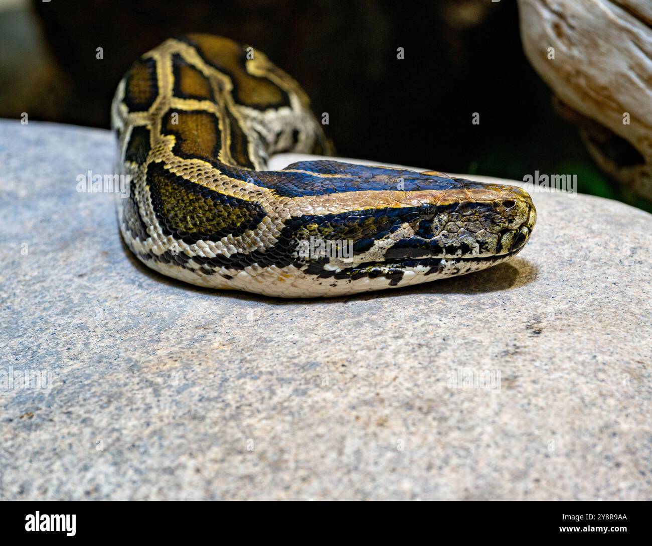 Nahaufnahme einer birmanischen Python auf dem Boden. Es stammt aus einem großen Gebiet Südostasiens. Stockfoto