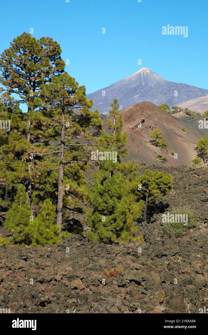 Pinus canariensis, Pino canario, Pico del Teide, El Teide Nationalpark, Teneriffa, Kanarische Insel, Spanien. Stockfoto