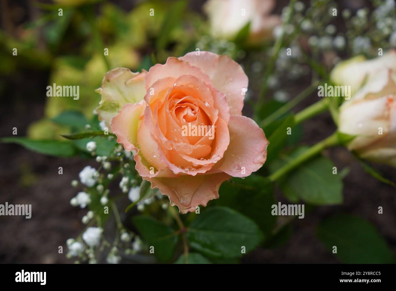 Schöner rosafarbener Hintergrund. Frische rosafarbene Rosen mit Wassertropfen auf Blütenblättern. Hübsche Blumen Stockfoto