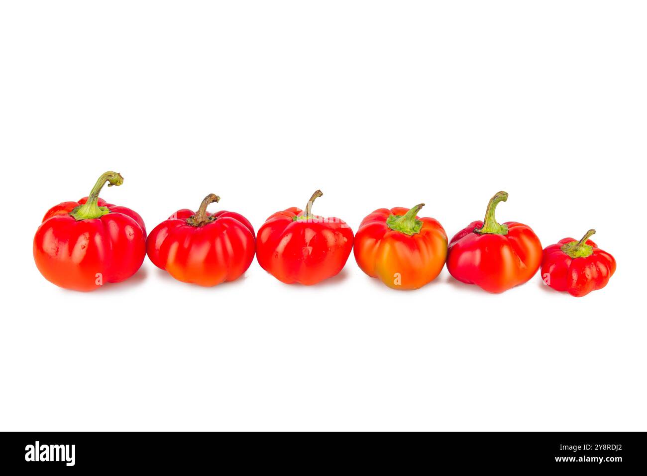 Bunte kleine rote Paprika auf weißem Hintergrund. Mini-Glocke mit süßem Pfeffer. Verschiedene Paprika. Paprika in einer Reihe. Von größer zu kleiner. Konzept von Stockfoto