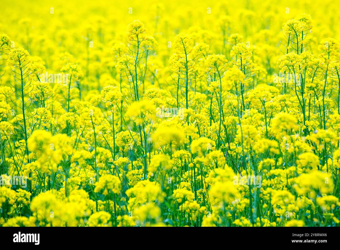 Siegsdorf, Bayern, Deutschland. April 2024. Ein Feld mit gelben Rapsblüten ist in Siegsdorf zu sehen. Deutschland, Frankreich und andere europäische Länder, die die führenden Rapserzeuger in Europa sind, berichten von einem Rückgang der Rapsernten in der Saison 2024-2025. (Credit Image: © Karol Serewis/SOPA Images via ZUMA Press Wire) NUR REDAKTIONELLE VERWENDUNG! Nicht für kommerzielle ZWECKE! Stockfoto