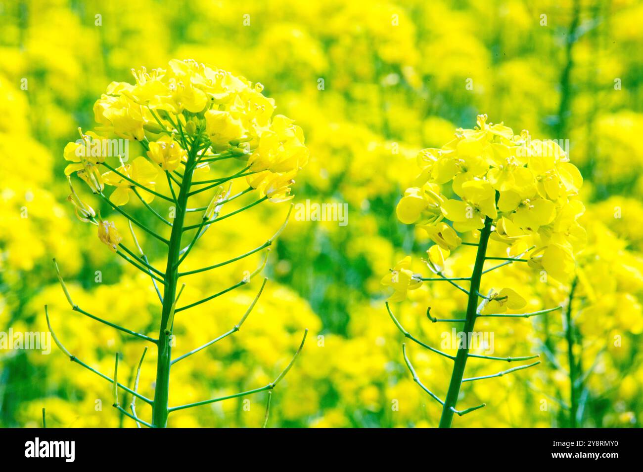 Siegsdorf, Bayern, Deutschland. April 2024. Eine Rapsblume ist in Siegsdorf zu sehen. Deutschland, Frankreich und andere europäische Länder, die die führenden Rapserzeuger in Europa sind, berichten von einem Rückgang der Rapsernten in der Saison 2024-2025. (Credit Image: © Karol Serewis/SOPA Images via ZUMA Press Wire) NUR REDAKTIONELLE VERWENDUNG! Nicht für kommerzielle ZWECKE! Stockfoto