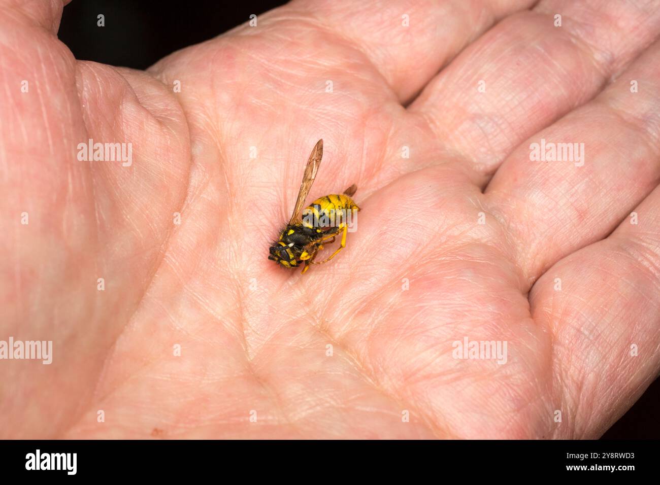 Tote Wespe, Vespula vulgaris, in der Hand eines Mannes. Stockfoto