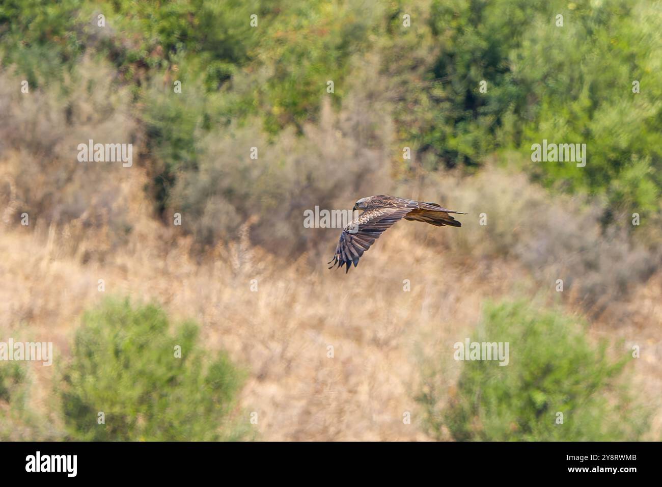 Ein schwarzer Drachen, Milvus migrans, im Flug. Stockfoto