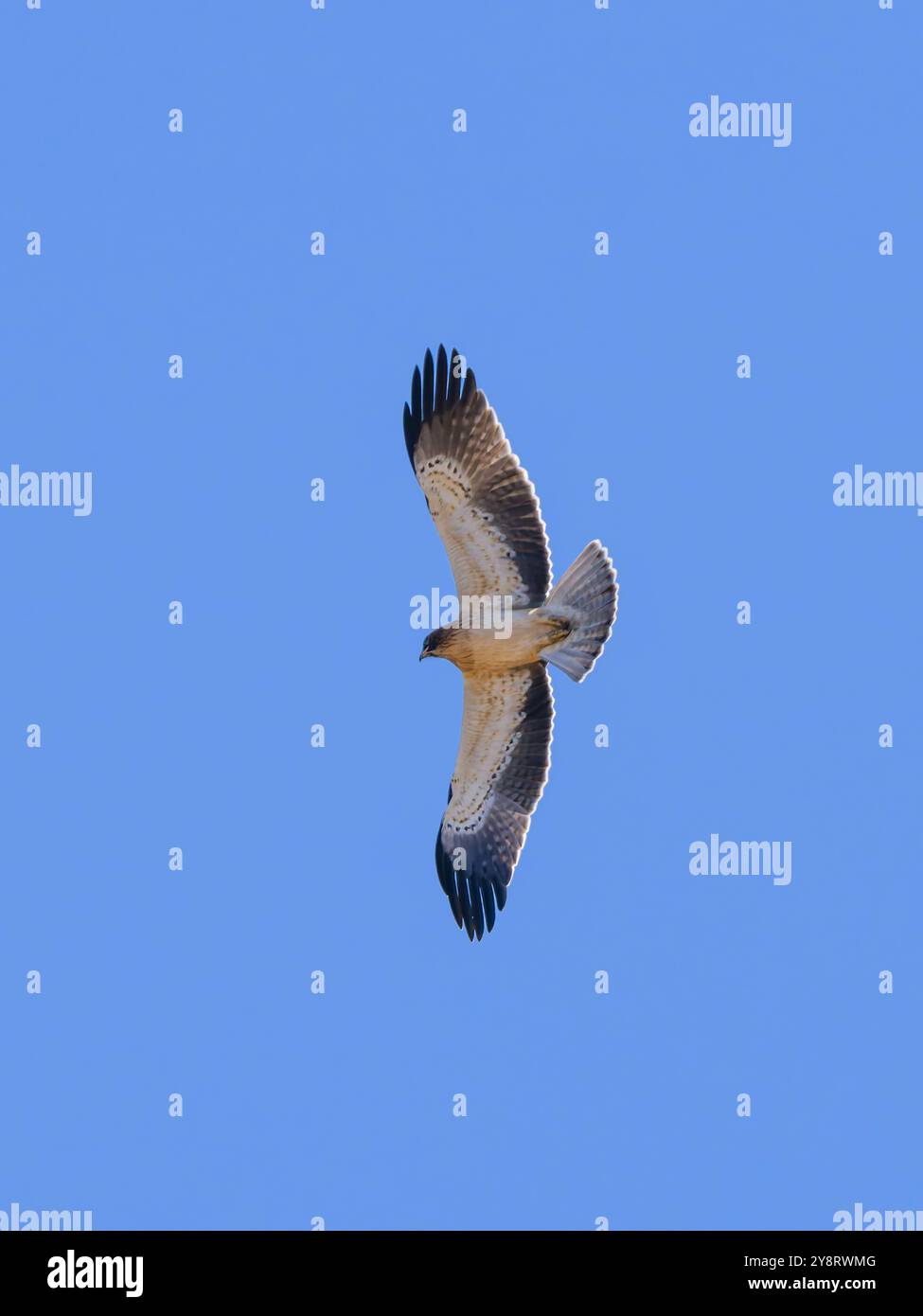 Ein gebooteter Adler, Hieraaetus pennatus, auch als Aquila pennata klassifiziert, fotografiert im Flug gegen einen blauen Himmel. Stockfoto