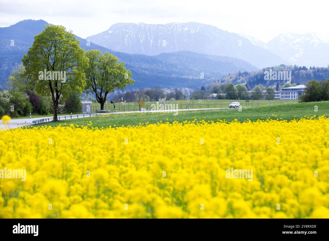 Siegsdorf, Bayern, Deutschland. April 2024. Ein Rapsfeld umgeben von den Chiemgauer Alpen in Siegsdorf. Deutschland, Frankreich und andere europäische Länder, die die führenden Rapserzeuger in Europa sind, berichten von einem Rückgang der Rapsernten in der Saison 2024-2025. (Credit Image: © Karol Serewis/SOPA Images via ZUMA Press Wire) NUR REDAKTIONELLE VERWENDUNG! Nicht für kommerzielle ZWECKE! Stockfoto