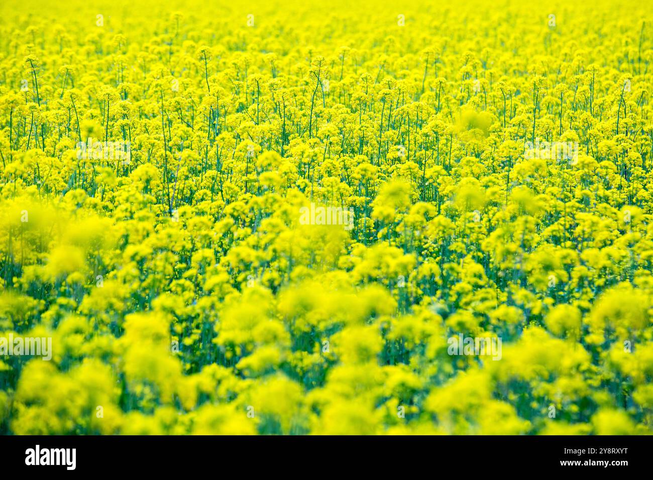 Siegsdorf, Bayern, Deutschland. April 2024. Ein Feld mit gelben Rapsblüten ist in Siegsdorf zu sehen. Deutschland, Frankreich und andere europäische Länder, die die führenden Rapserzeuger in Europa sind, berichten von einem Rückgang der Rapsernten in der Saison 2024-2025. (Credit Image: © Karol Serewis/SOPA Images via ZUMA Press Wire) NUR REDAKTIONELLE VERWENDUNG! Nicht für kommerzielle ZWECKE! Stockfoto