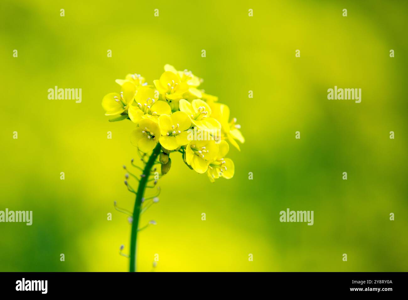 Siegsdorf, Bayern, Deutschland. April 2024. Eine Rapsblume ist in Siegsdorf zu sehen. Deutschland, Frankreich und andere europäische Länder, die die führenden Rapserzeuger in Europa sind, berichten von einem Rückgang der Rapsernten in der Saison 2024-2025. (Credit Image: © Karol Serewis/SOPA Images via ZUMA Press Wire) NUR REDAKTIONELLE VERWENDUNG! Nicht für kommerzielle ZWECKE! Stockfoto