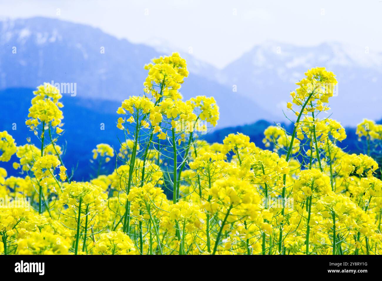 Siegsdorf, Bayern, Deutschland. April 2024. Rapsblüten sind umgeben von den Chiemgauer Alpen in Siegsdorf zu sehen. Deutschland, Frankreich und andere europäische Länder, die die führenden Rapserzeuger in Europa sind, berichten von einem Rückgang der Rapsernten in der Saison 2024-2025. (Credit Image: © Karol Serewis/SOPA Images via ZUMA Press Wire) NUR REDAKTIONELLE VERWENDUNG! Nicht für kommerzielle ZWECKE! Stockfoto