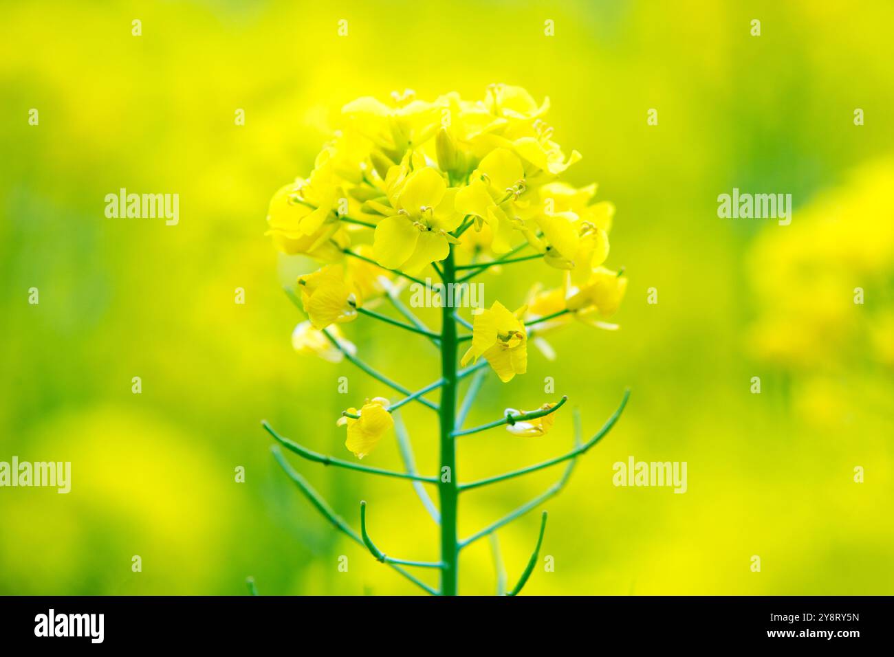 Siegsdorf, Bayern, Deutschland. April 2024. Eine Rapsblume ist in Siegsdorf zu sehen. Deutschland, Frankreich und andere europäische Länder, die die führenden Rapserzeuger in Europa sind, berichten von einem Rückgang der Rapsernten in der Saison 2024-2025. (Credit Image: © Karol Serewis/SOPA Images via ZUMA Press Wire) NUR REDAKTIONELLE VERWENDUNG! Nicht für kommerzielle ZWECKE! Stockfoto