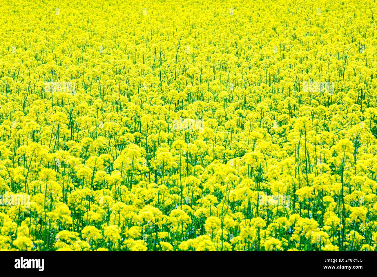 Siegsdorf, Bayern, Deutschland. April 2024. Ein Feld mit gelben Rapsblüten ist in Siegsdorf zu sehen. Deutschland, Frankreich und andere europäische Länder, die die führenden Rapserzeuger in Europa sind, berichten von einem Rückgang der Rapsernten in der Saison 2024-2025. (Credit Image: © Karol Serewis/SOPA Images via ZUMA Press Wire) NUR REDAKTIONELLE VERWENDUNG! Nicht für kommerzielle ZWECKE! Stockfoto