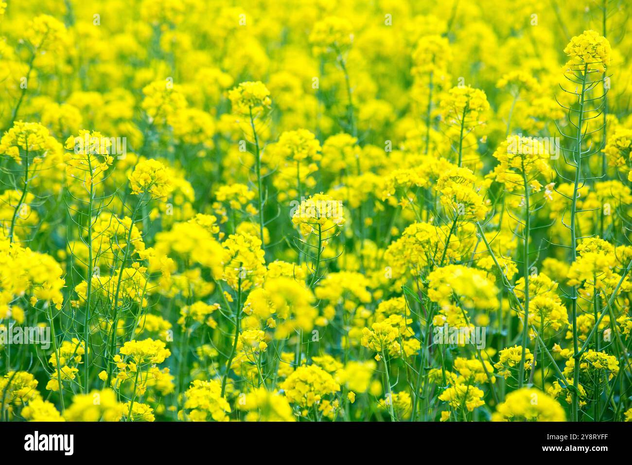 Siegsdorf, Bayern, Deutschland. April 2024. Ein Feld mit gelben Rapsblüten ist in Siegsdorf zu sehen. Deutschland, Frankreich und andere europäische Länder, die die führenden Rapserzeuger in Europa sind, berichten von einem Rückgang der Rapsernten in der Saison 2024-2025. (Credit Image: © Karol Serewis/SOPA Images via ZUMA Press Wire) NUR REDAKTIONELLE VERWENDUNG! Nicht für kommerzielle ZWECKE! Stockfoto