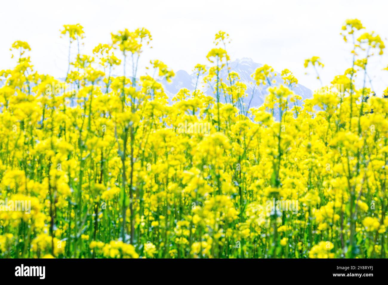 Siegsdorf, Bayern, Deutschland. April 2024. Ein Rapsfeld ist umgeben von den Chiemgauer Alpen in Siegsdorf zu sehen. Deutschland, Frankreich und andere europäische Länder, die die führenden Rapserzeuger in Europa sind, berichten von einem Rückgang der Rapsernten in der Saison 2024-2025. (Credit Image: © Karol Serewis/SOPA Images via ZUMA Press Wire) NUR REDAKTIONELLE VERWENDUNG! Nicht für kommerzielle ZWECKE! Stockfoto