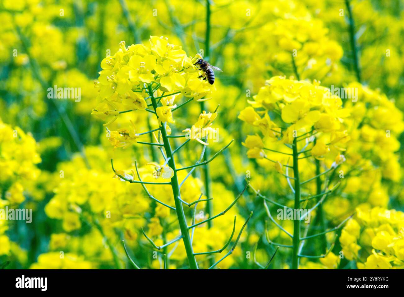Siegsdorf, Bayern, Deutschland. April 2024. In Siegsdorf ist eine Biene auf einer Rapsblume zu sehen. Deutschland, Frankreich und andere europäische Länder, die die führenden Rapserzeuger in Europa sind, berichten von einem Rückgang der Rapsernten in der Saison 2024-2025. (Credit Image: © Karol Serewis/SOPA Images via ZUMA Press Wire) NUR REDAKTIONELLE VERWENDUNG! Nicht für kommerzielle ZWECKE! Stockfoto