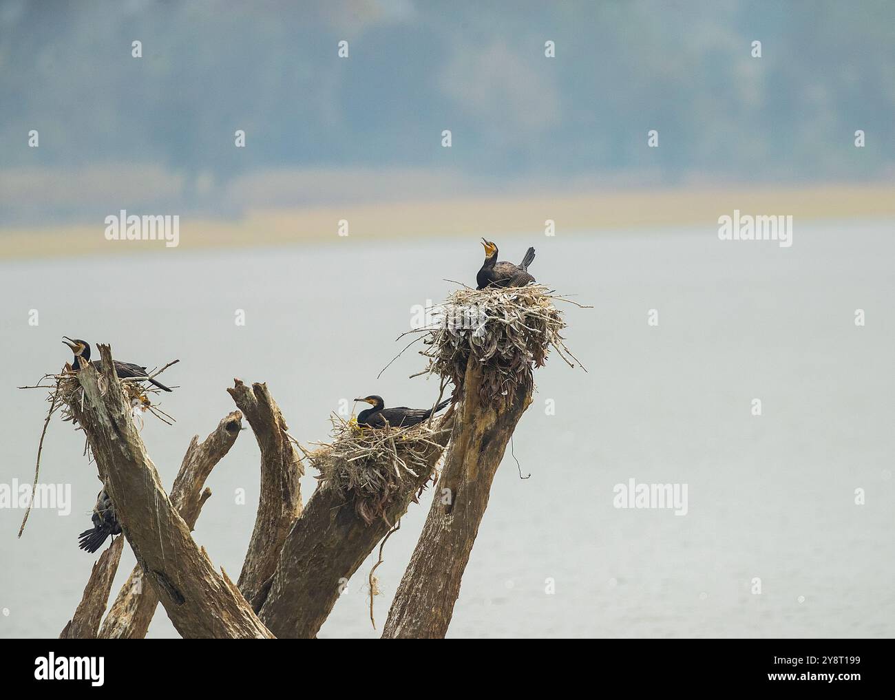 Großer Kormoran (Phalacrocorax carbo), Kabini See, Indien Stockfoto