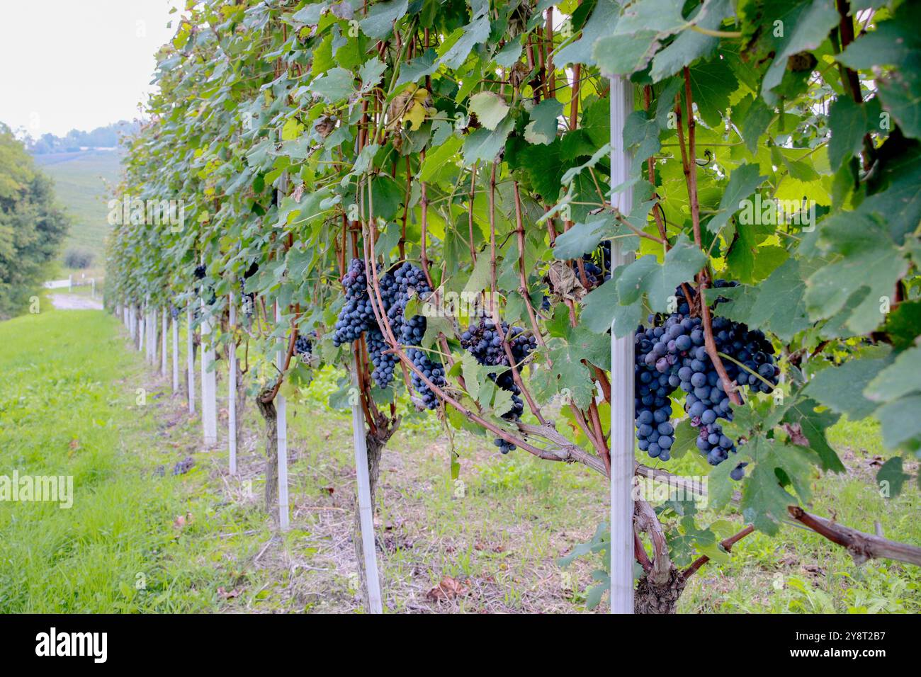 Weinberg im Piemont Stockfoto