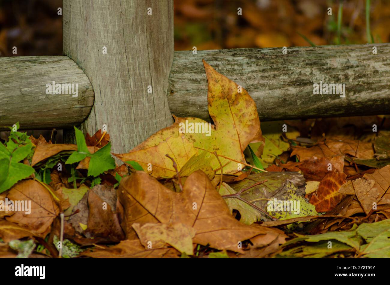 Im Herbst fallen Blätter von den Bäumen Stockfoto