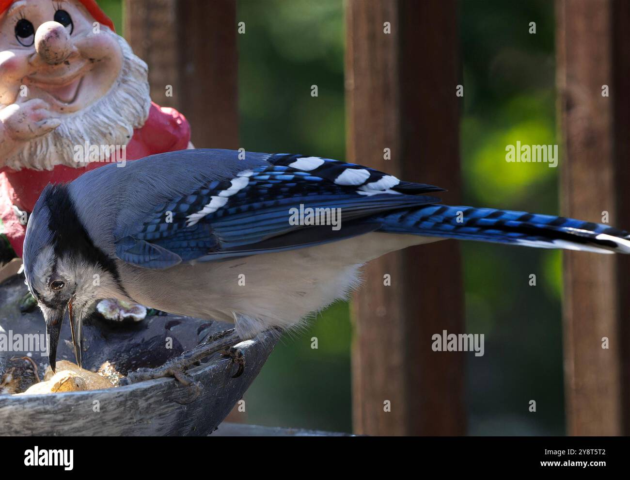 Ein Bluejay kommt an Deck an Stockfoto