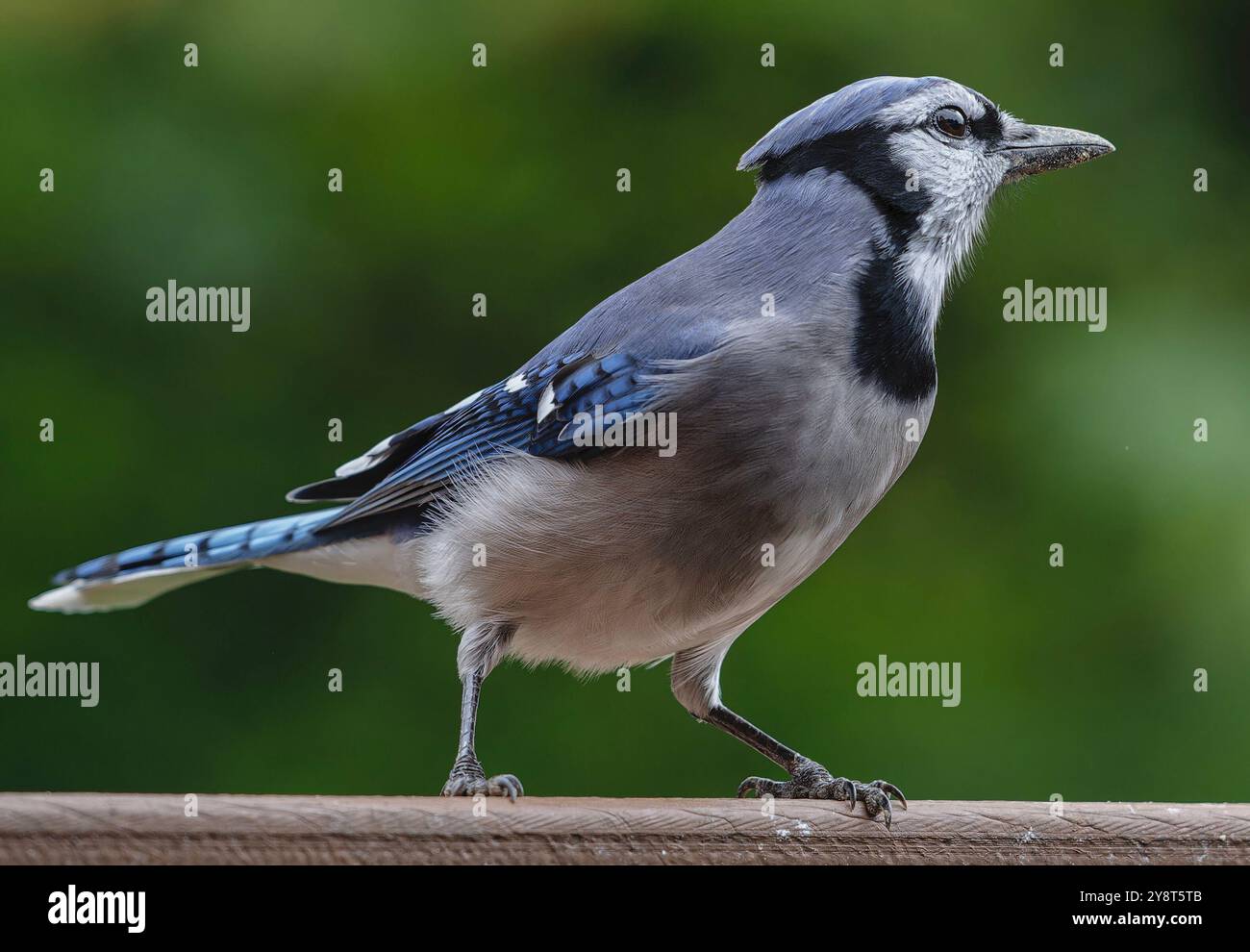 Ein Bluejay kommt an Deck an Stockfoto