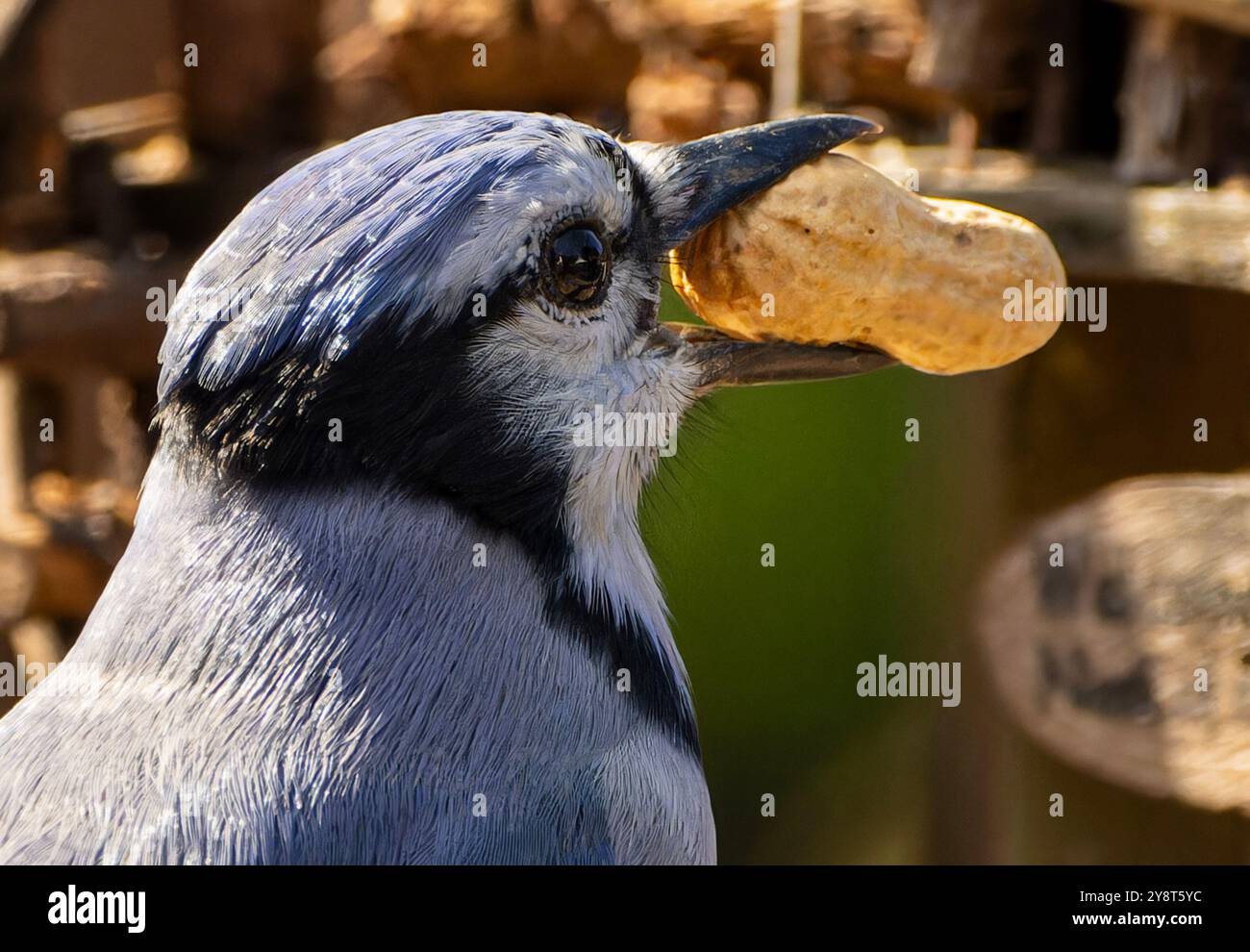 Ein Bluejay kommt an Deck an Stockfoto