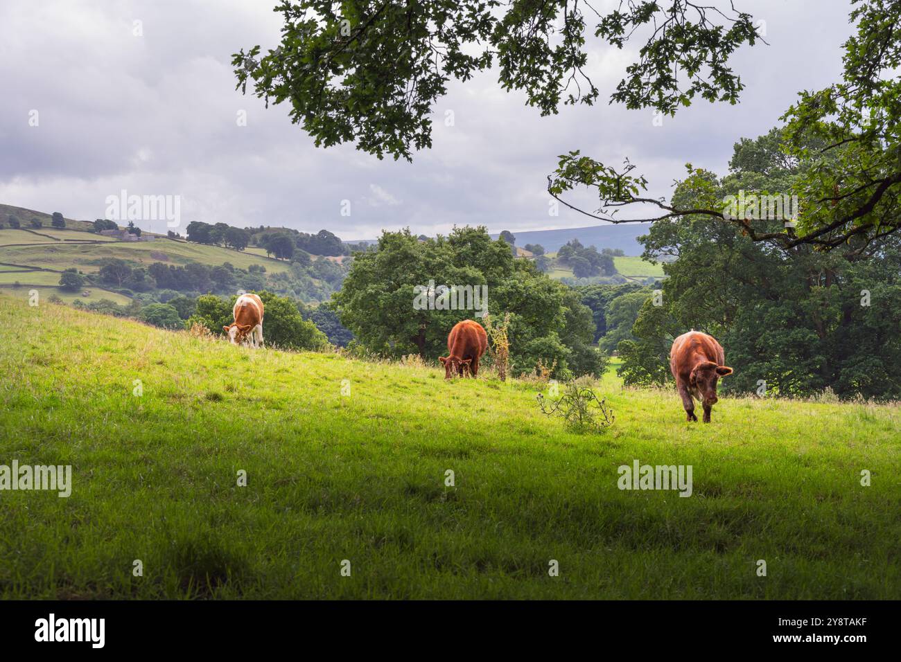 Wandern im Valley of Desolation in North Yorkshire, England, im Sommer. Drei Kühe auf einem Feld. Stockfoto