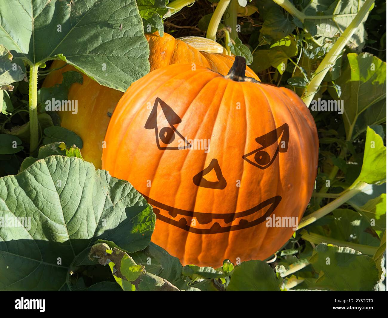 Jack o Laternen im Kürbisfeld versteckt sich zwischen Blättern mit einem fröhlichen Lächeln im Gesicht. Die Kürbispflanze ist lebendig mit Stämmen und Blättern und ist ein Verbundstoff. Stockfoto