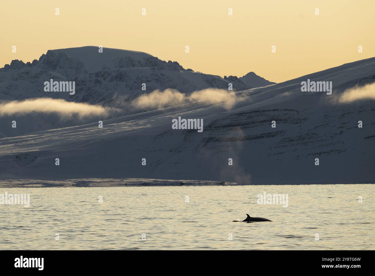 Zwergwal (Balaenoptera acutorostrata) mit Rückenflosse, Blow, schneebedeckte Berge, Woodfjord, Svalbard Archipel, Svalbard und Jan Mayen, nein Stockfoto