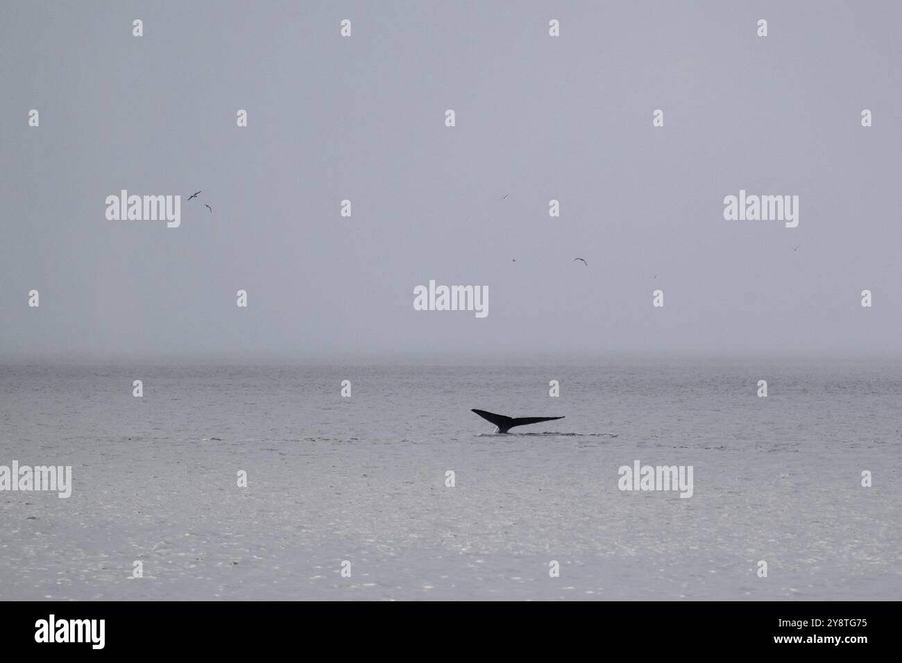 Blauwal (Balaenoptera musculus) hebt seine Schwanzflosse oder fluke zum Tauchen, um zu füttern, Woodfjord, Svalbard und Jan Mayen Archipel, Norwegen, Europa Stockfoto