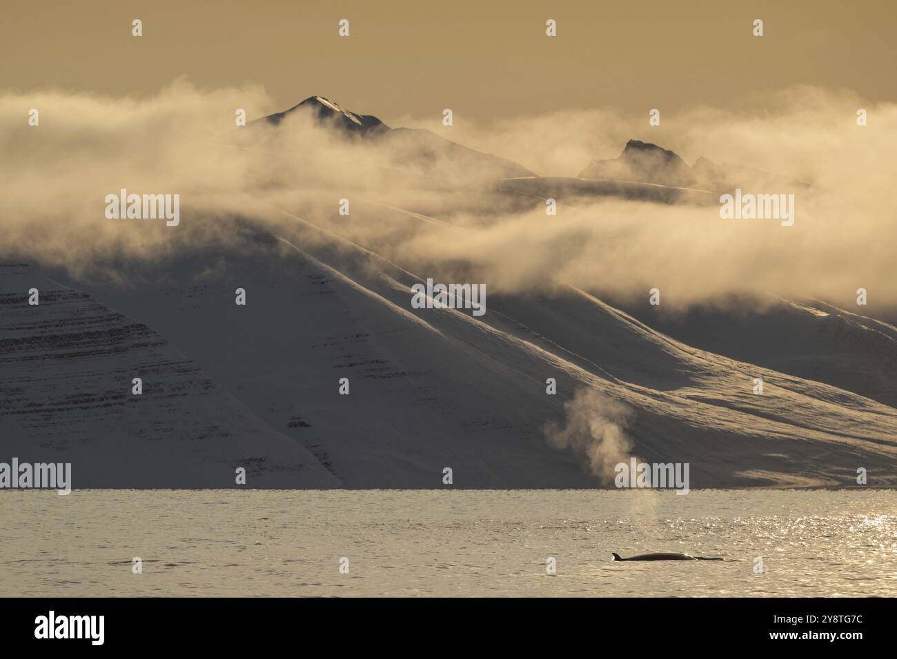 Zwergwal (Balaenoptera acutorostrata) mit Rückenflosse, Blow, schneebedeckte Berge, Woodfjord, Svalbard Archipel, Svalbard und Jan Mayen, nein Stockfoto