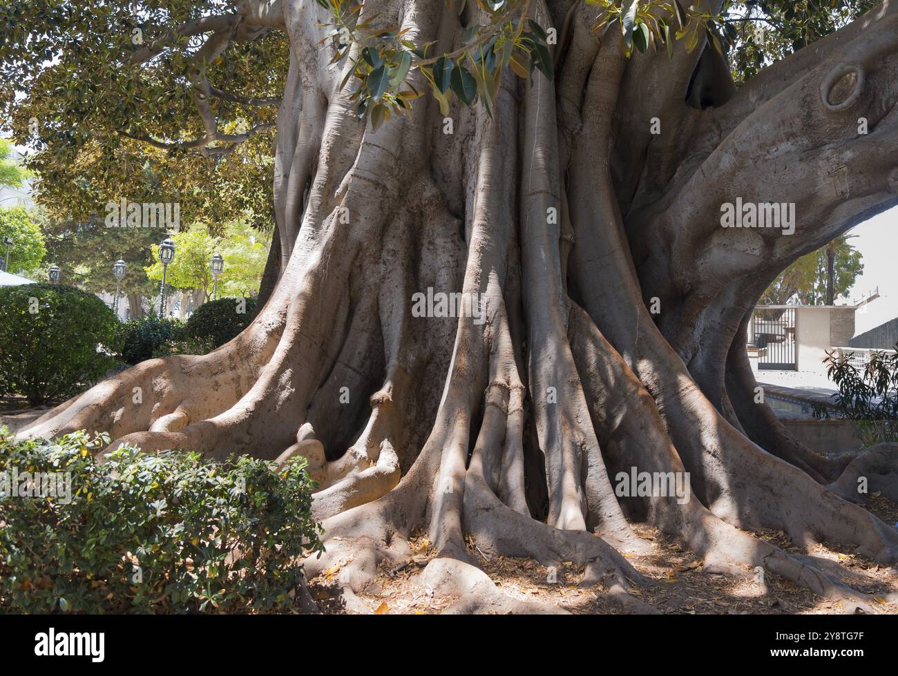 gummibaum draußen halten Ficus elastica main image 1
