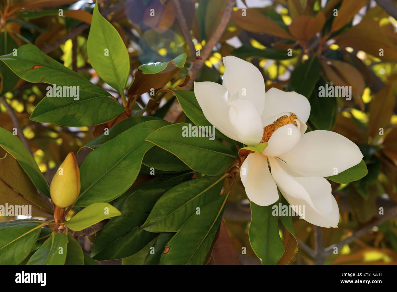 Blte von einem Gummibaum (Ficus Elastica), Azoren, Portugal  Stockfotografie - Alamy