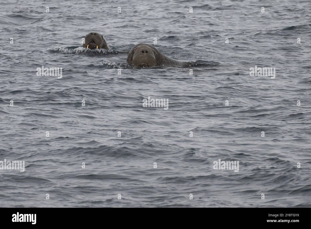 Schwimmende Walrosse (Odobenus rosmarus), Walrosse, Landzunge Ardneset, Svalbard und Jan Mayen Archipel, Norwegen, Europa Stockfoto