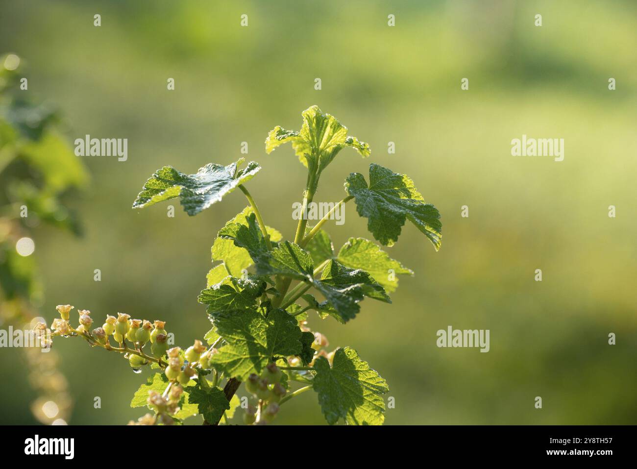 Johannisbeerstiele auf Zweigen Frühlingszeit Stockfoto