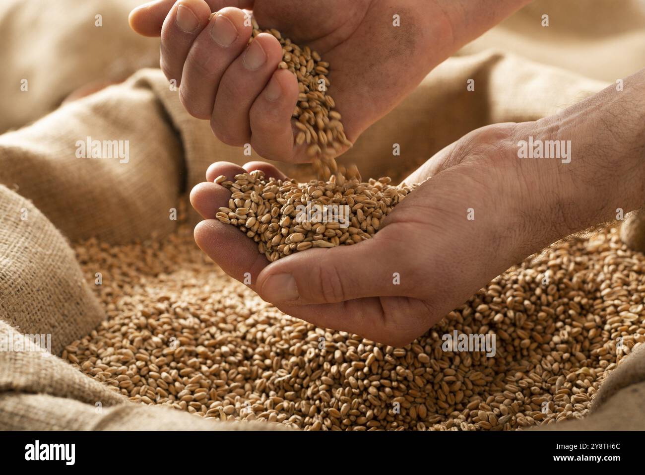 Kaukasischer Mann, der Weizenkörner in den Händen über einem Sackleinen zeigt Stockfoto