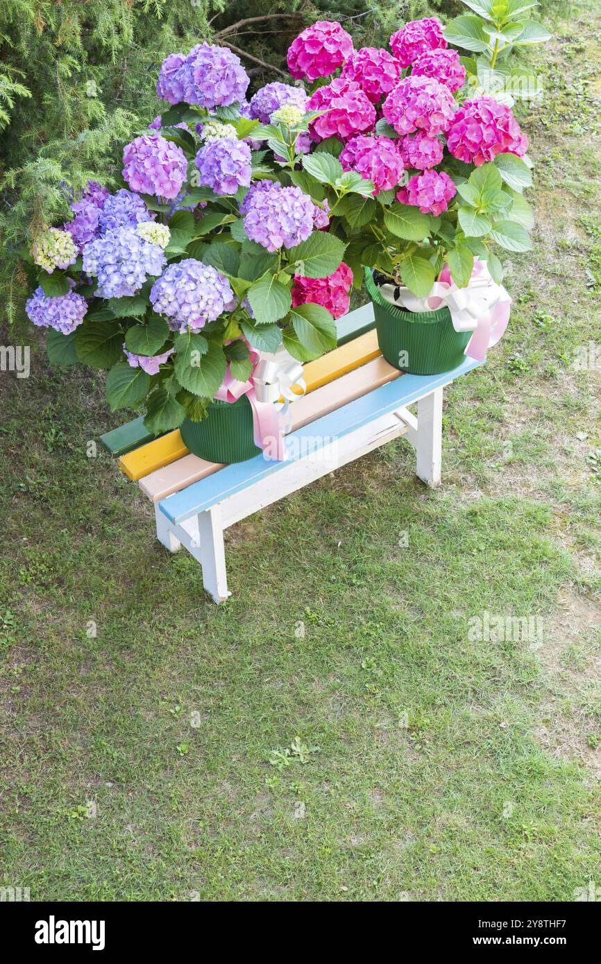 Ortensia Blumen, Hortensie, Dekorationsgarten. Romantisches und delikates Geschenk Stockfoto