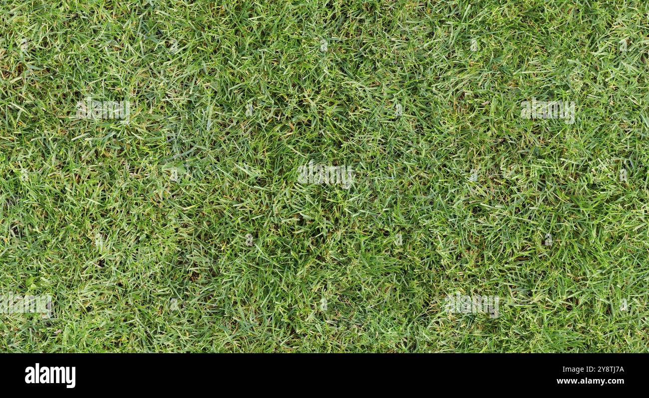 Vollständig nahtlose authentische echte gemäht Gras grünen Hintergrund. 40 Mpix kachelbar sowohl vertikal als auch horizontal Stockfoto